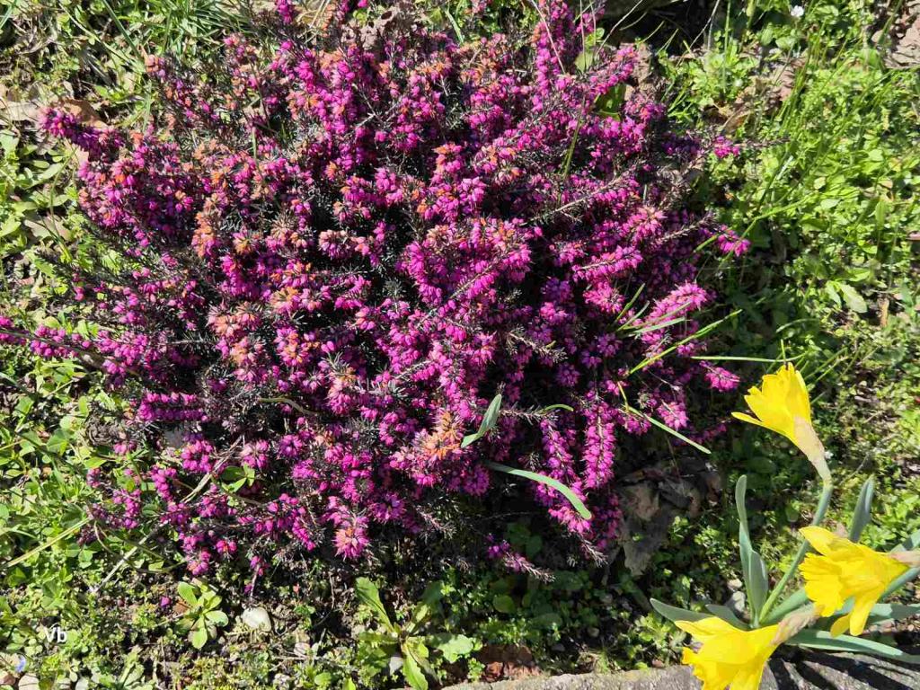 Професионалните паралелки по цветарство и готварство в ЦСОП ще се обучават по иновативно учебно съдържание